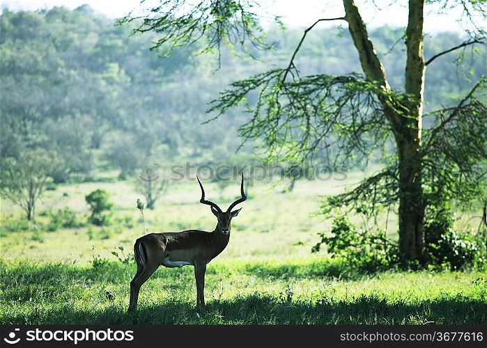 antelope impala
