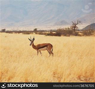 antelope in bush