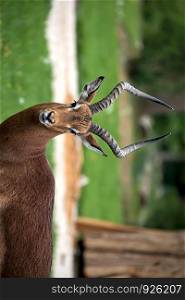 antelope in the augsburg zoo