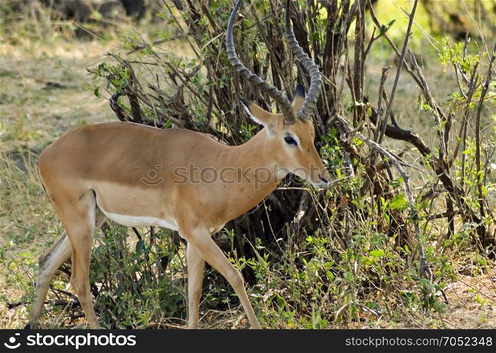 Antelope in the savannah . Antelope in the savannah of Tarangire Park in Tanzania