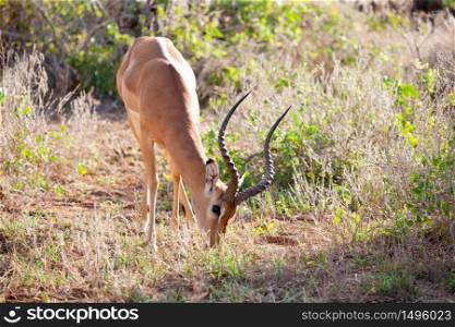 Antelope is eating grass in the scenery of Kenya