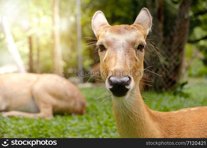 Antelope is lying in a green garden.