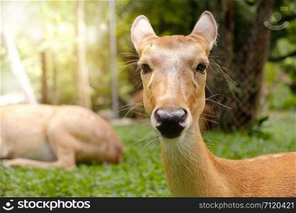 Antelope is lying in a green garden.