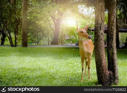 Antelope is standing in a green garden.