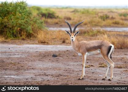 Antelope is standing in the savannah of Kenya