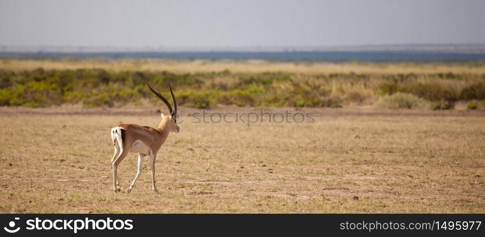 Antelope is walking away, scenery of the Kenyan savannah