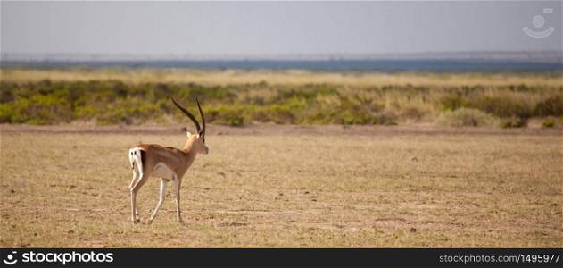Antelope is walking away, scenery of the Kenyan savannah