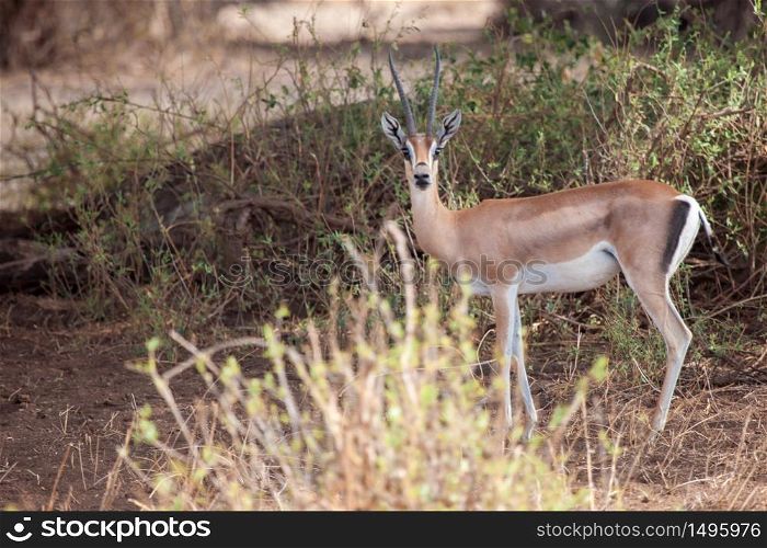 Antelope is watching, on safari in Kenya