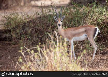 Antelope is watching, on safari in Kenya