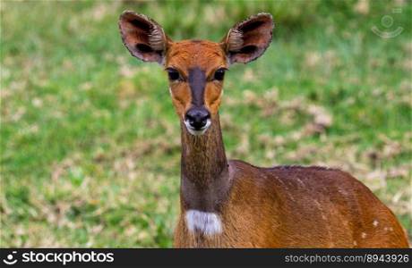 antelope species mammal animal