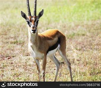 antelope Sprinbok