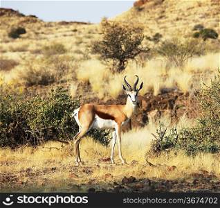 Antelope Sprinbok