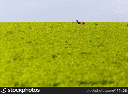 Antelope stading in Crop in Saskatchewan Canada