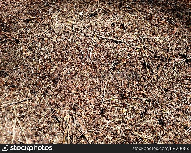 Anthill in summer forest - for background.. Anthill in summer forest - for background .