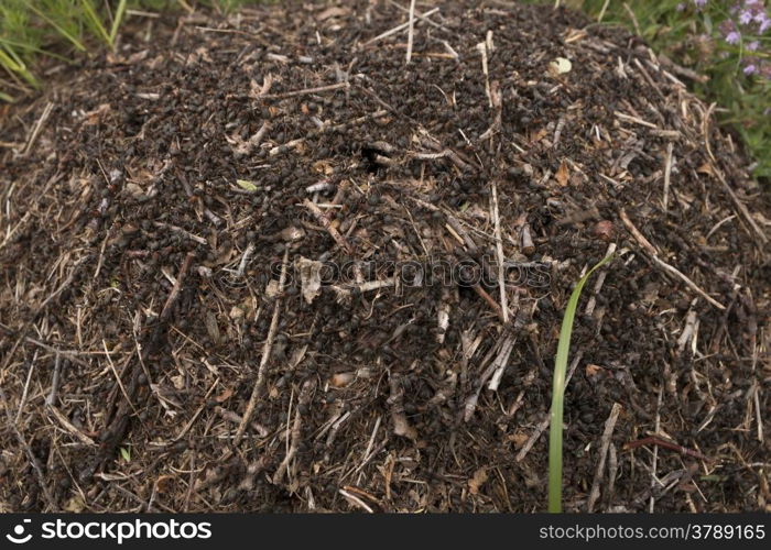 Anthill in the forest close up