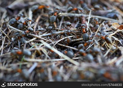 Anthill in the forest with many ants.