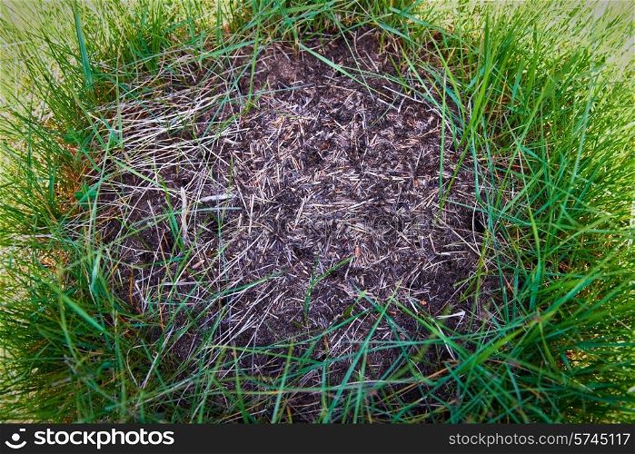 Anthill in the forest with many ants.
