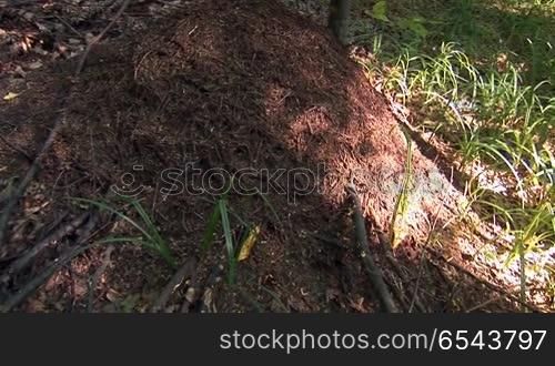 anthill in the woods