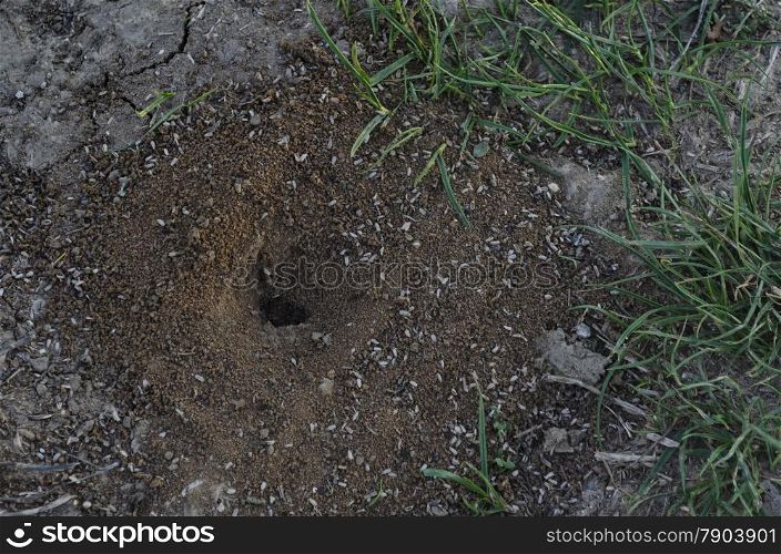 Anthill into the earth among soil and plants, ant house