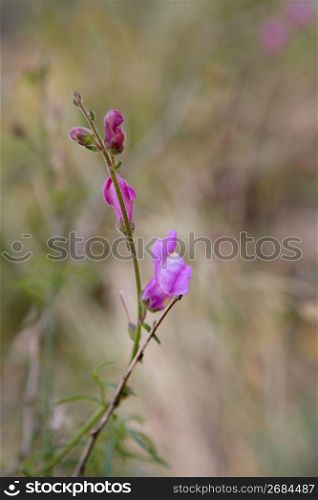 Anthirinum pink purple wild flower forest
