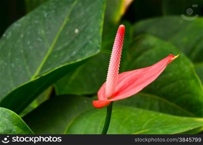anthurium flowers blooming