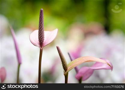 Anthurium or flamingo flower bloom in garden with soft bokeh background, Select the focus and blur.
