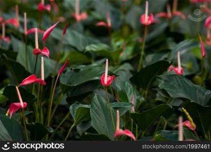 Anthurium or flamingo flowers growing in a nursery greenhouse. Tropical ornamental houseplant. Close-up. Selective focus.