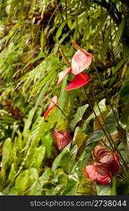Anthurium Red (Flamingo Flower, Boy Flower) in Dense Tropical Rain Forest