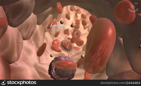 Antigens Innate Immunity One of the body’s lines of defense includes white blood cells that circulate in the bloodstream and tissues, seeking out and attacking microorganisms. 3d illustration. White blood cell and antigen in the immune system