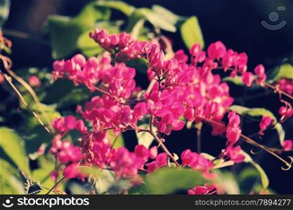 Antigonon leptopus, commonly known as Mexican Creeper, coral vine, bee bush or San Miguelito Vine, is a species of flowering plant in the buckwheat family, Polygonaceae