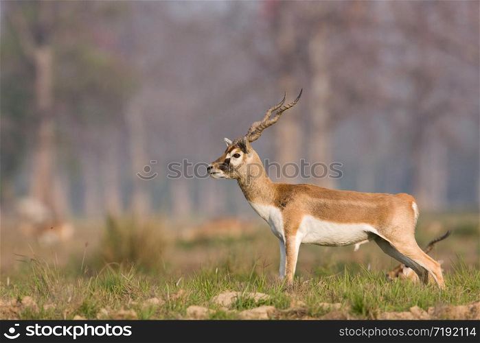Antilope cervicapra . Blackbuck in Bardia national park, Nepal