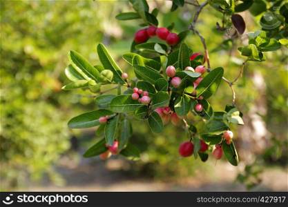 antioxidant fruits, carunda or karonda fruit on tree in organic farm