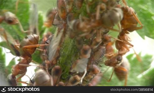 Ants and aphids close-up. Shooting by two objectives. Depth of sharpness 1-3&#1084;&#1084;.