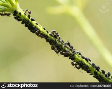 ants and louse on green plant