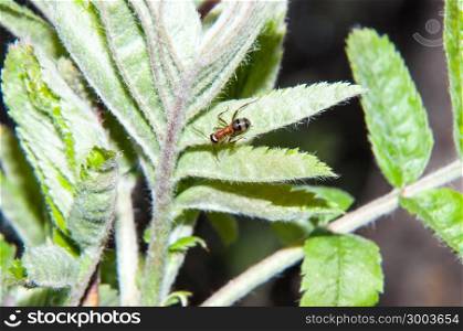 Ants are a family of insects of the superfamily of Hymenoptera Ant