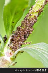 Ants are breeding aphids on a green plant