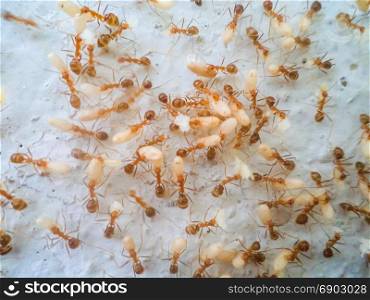 Ants are moving eggs to escape from floods.