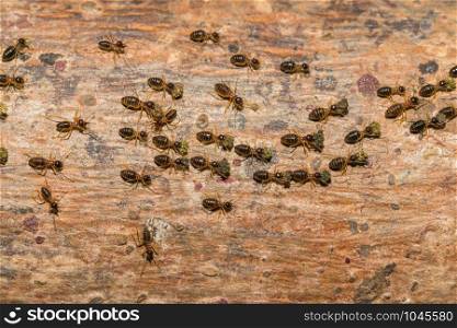 Ants are traveling transport food back to the nest.