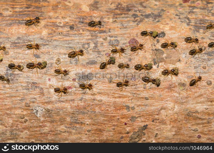 Ants are traveling transport food back to the nest.