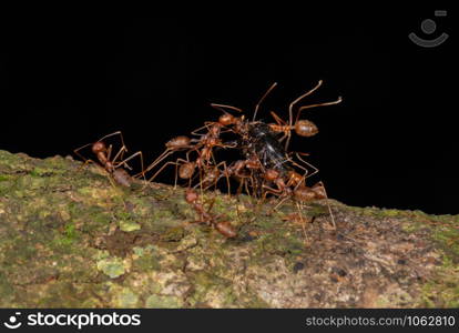 Ants carrying Kill, , Garo Hills, Meghalaya, India