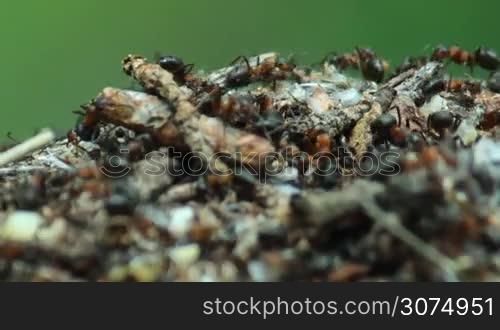 Ants crawling in the anthill