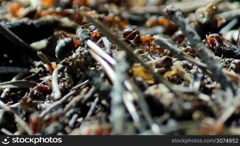 Ants crawling in the anthill