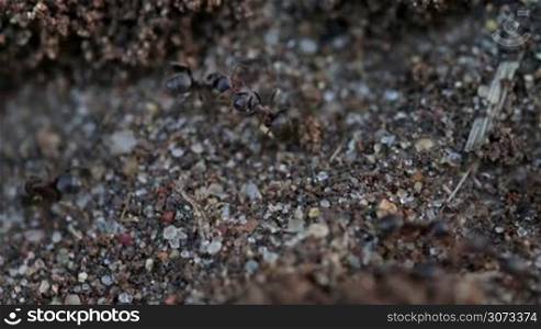 Ants fast running to work