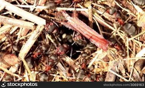 Ants have a lot of work