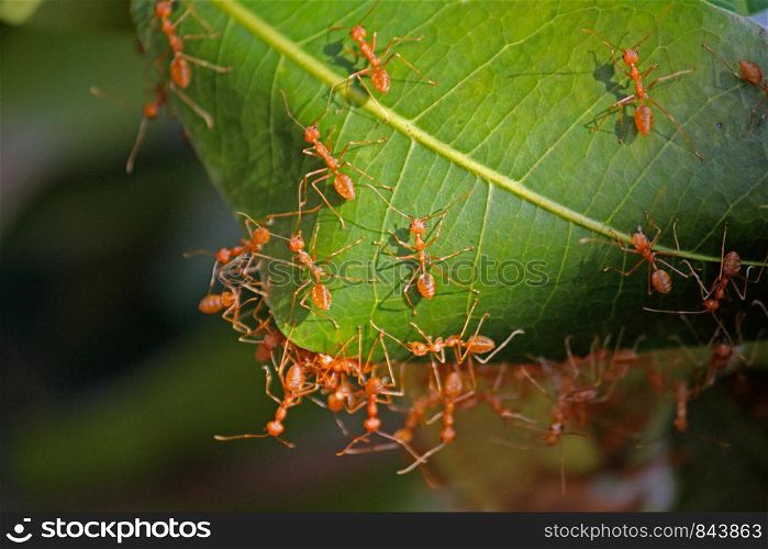 Ants nest of green leaves, red tailor ants, oecophyila smaragdine, India