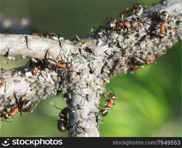 ants on a branch