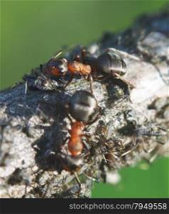 ants on a branch