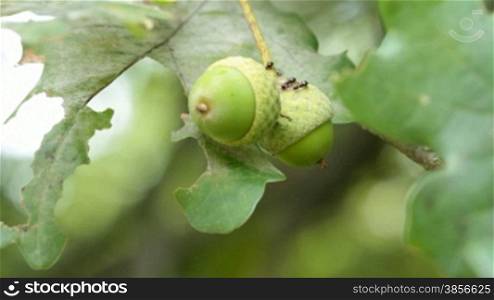 ants on the branches with acorns.