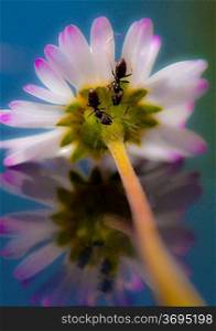 Ants on the underside of a flower