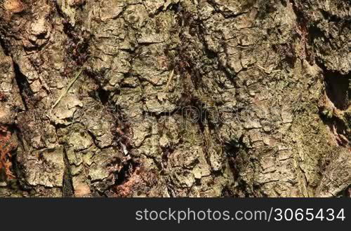 Ants on tree with fast work